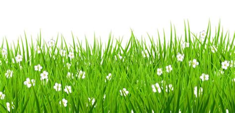 White Background Flowers Daisies Green Grass Stock Illustration - Illustration: 50152344