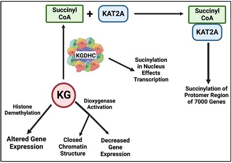 IJMS | Free Full-Text | The α-Ketoglutarate Dehydrogenase Complex as a ...