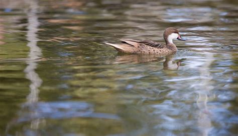 Climate in a Freshwater Biome | Sciencing