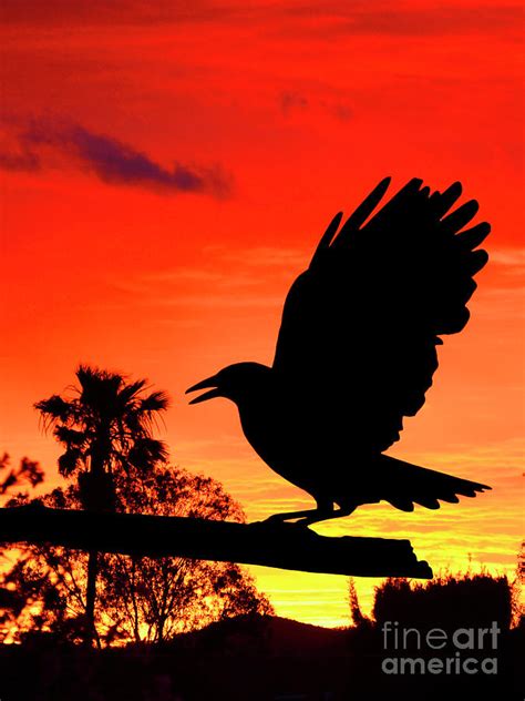 Black bird Silhouette against sunset. Photograph by Christopher Edmunds ...