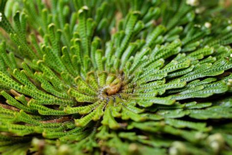 Resurrection Plant (Selaginella lepidophylla): Care & Growing Guide