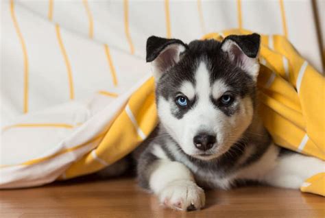 Husky Puppies for sale in kolkata | Husky puppies in Kolkata