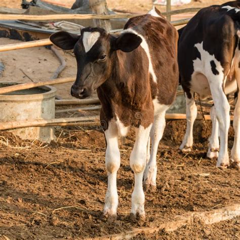 Young Brown and White Cow in Local Farm Stock Image - Image of farmland, fresh: 71213301