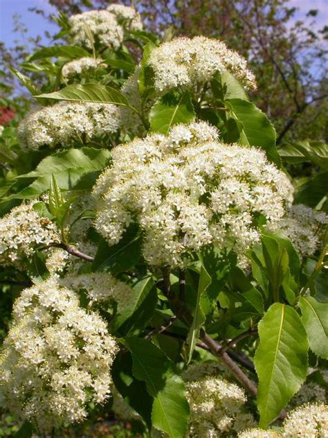 Viburnum lentago - Jersey-Friendly Yards