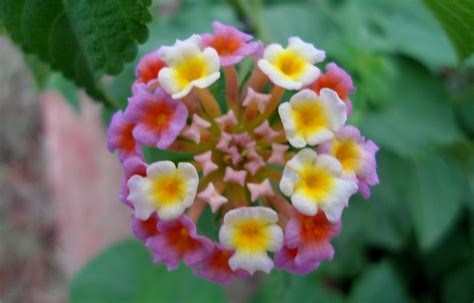 File:(Lantana camara) flower at Madhurawada.JPG - Wikimedia Commons