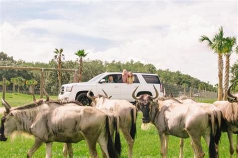 10 Ways to See Wildlife in Kissimmee | Experience Kissimmee