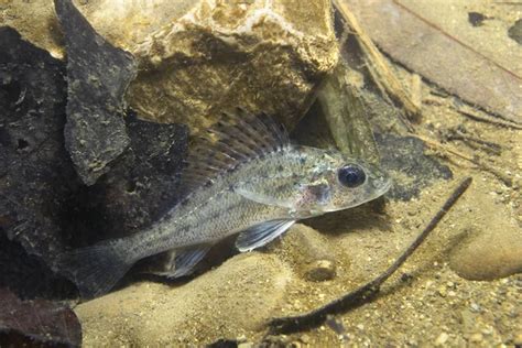 Peces de agua dulce Ruffe (Gymnocephalus cernuus) en la hermosa libra limpia. Fotografía ...