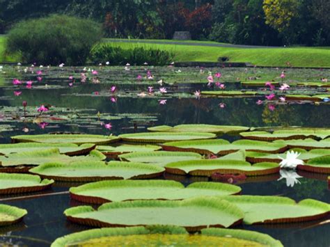 Gambar Kebun Raya Istana Bogor Tempat Bersantai Belajar Sejarah Alam Asri di Rebanas - Rebanas