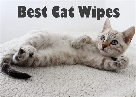 The 15 Best Cat Wipes According To Real Cats 2023 - Cat Mania