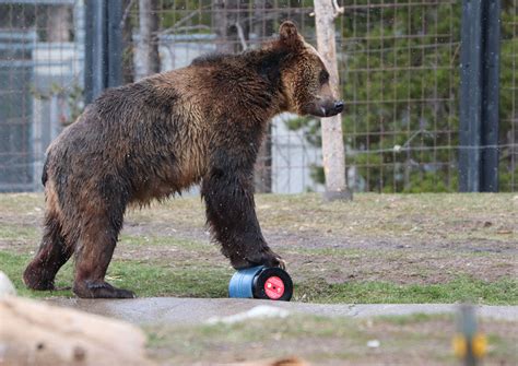 How Bear Cans are Certified as "Bear Resistant" | Outdoor Life