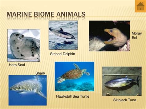 world biomes - animals and plants