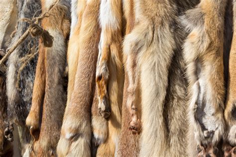 Leathers and Furs: Preserving Animal Hides – Mother Earth News