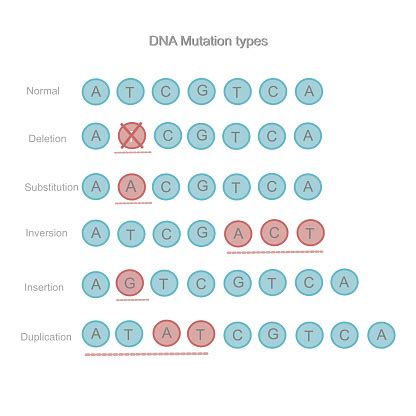 The Types Of Dna Mutation Deletion Substitution Inversion Insertion And Duplication That ...