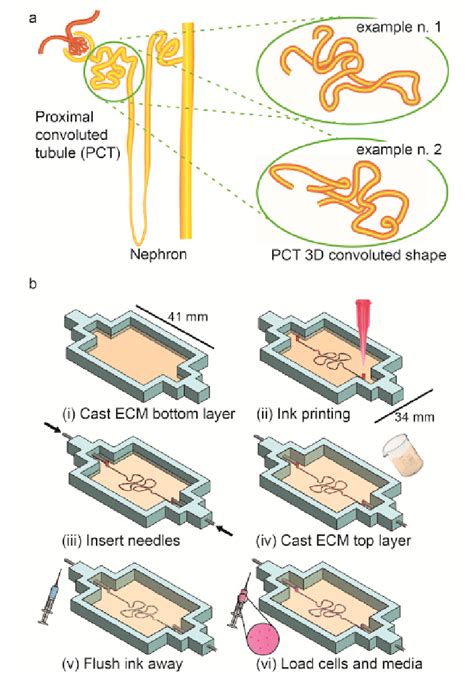 (a) Structure of the nephron, and two examples of the 3D convoluted... | Download Scientific Diagram