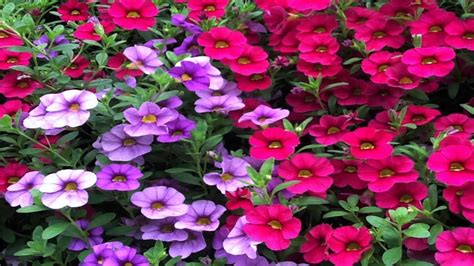 How To Grow Flowers: Easy To Grow Annuals With Low Maintenance By ...