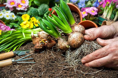 ¿Cómo elegir bulbos de flores?