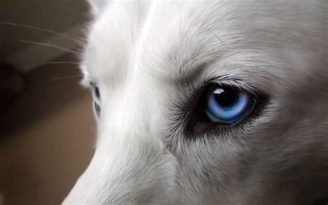 Blue Wolf Eye Wallpapers - Top Free Blue Wolf Eye Backgrounds ...