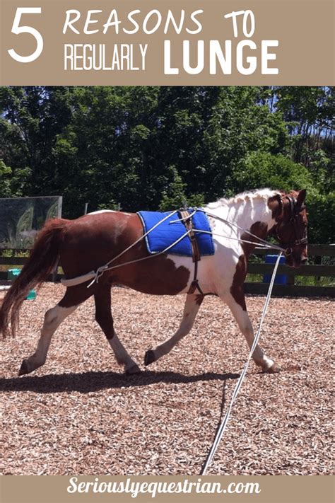 5 reasons to regularly lunge your horse - Seriously Equestrian