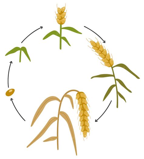 Premium Vector | Wheat vector stages of wheat growth abstract food vector