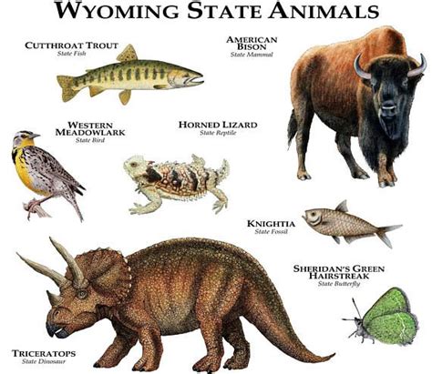 Wyoming State Animals Poster Print | Etsy | Animal posters, Wyoming state, Animals