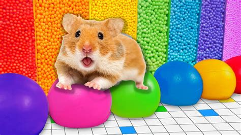 🌈 DIY Hamster Maze | Colorful Ball Pool 🐹 - YouTube