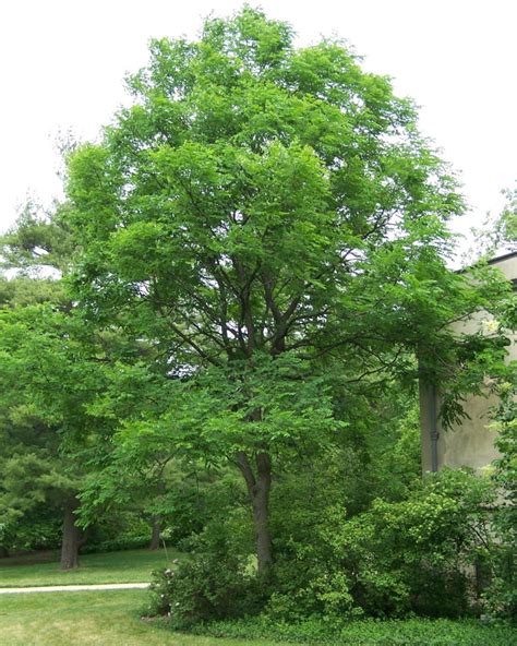 31 Most Common Trees in Kentucky - ProGardenTips