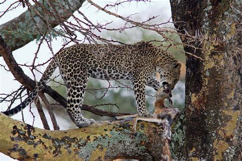 Leopard Eating Gazelle Photograph by Aivar Mikko