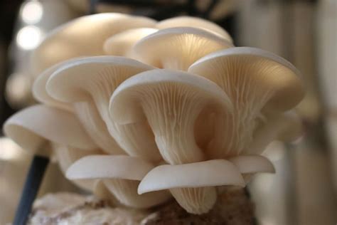 China announced new findings on the origin of oyster mushroom