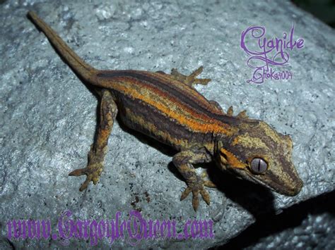 Color Progression: How GQR Geckos Color Up As They Grow. - GARGOYLE QUEEN REPTILES