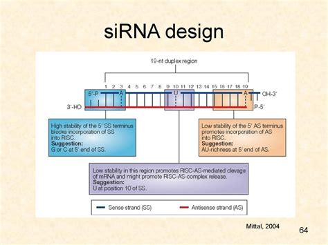 Short history of post-transcriptional gene silencing - презентация онлайн