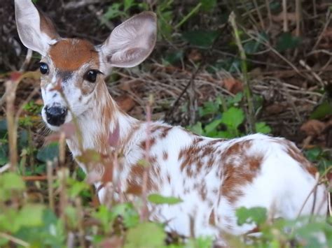 Albino White Tailed Deer Fawn