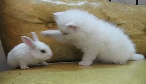 Rabbit Playing GIF - Find & Share on GIPHY