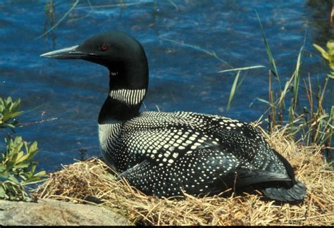 Free picture: common, loon