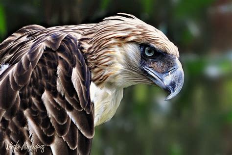 Philippine Eagle HD Desktop Wallpaper 20299 - Baltana