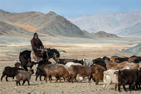 Goat Herder - Claire Thomas Photography