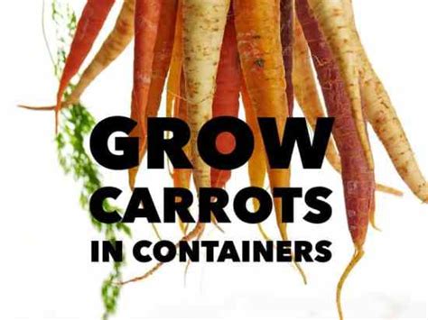 Grow Carrots in Containers - Gardening Channel