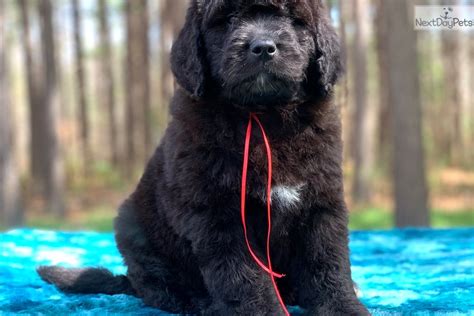 Red: Newfoundland puppy for sale near Charlotte, North Carolina. | 12ff53b6-b331