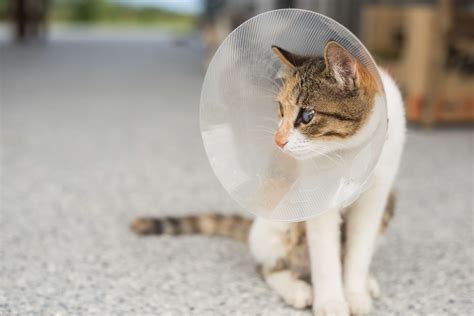 Top Reasons to Spay or Neuter Your Cat - All About Cats