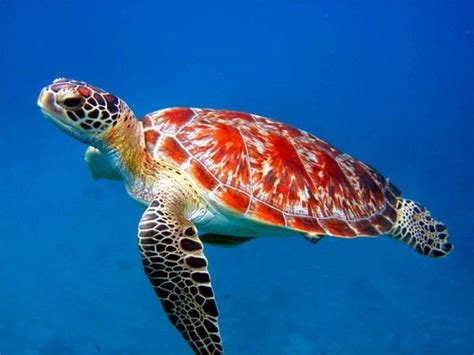 Sea turtle | Beautiful sea creatures, Sea turtle pictures, Ocean animals