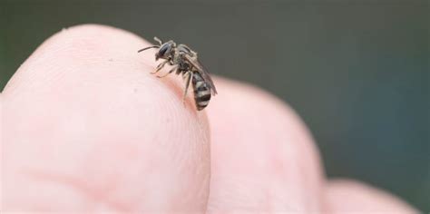 Do Sweat Bees Sting or Bite? (& Do They Die After Stinging?) - LearnBees