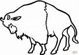 Dibujo De Un Bisonte Americano Para Colorear  Dibujos sketch template