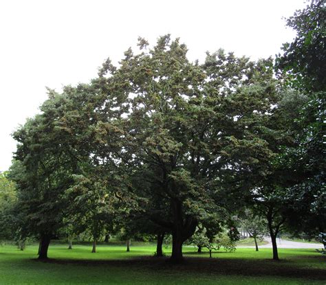 Ostrya carpinifolia in Bute Park