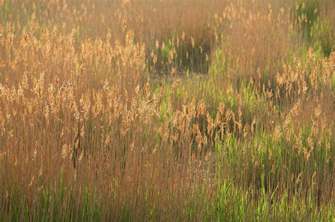 Elysium Fields I Photograph by Simmie Reagor - Fine Art America