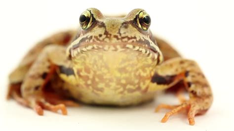 Brown Frog On White Front View Stock Video 11500021 | HD Stock Footage