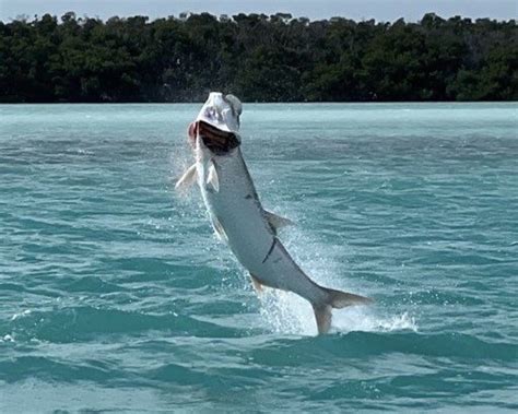 How to Catch Tarpon