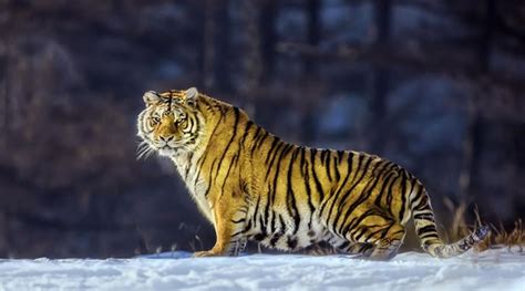 26 Spectacular Pictures Of Siberian Tigers In Their Natural Habitat