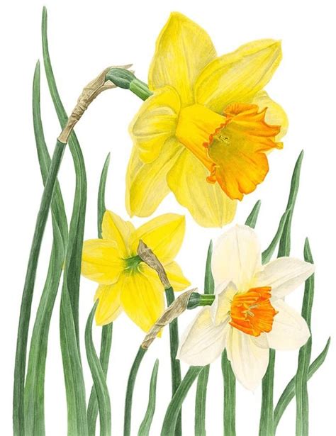 Daffodils by Anna Mason | Daffodils, Watercolor flower art, Flower art painting