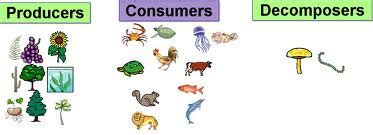 Interactions with Ecosystems: What are producers, consumers and decomposers?