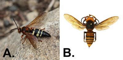 Massachusetts Introduced Pests Outreach Blog » Blog Archive » Cicada Killer or Murder Hornet?