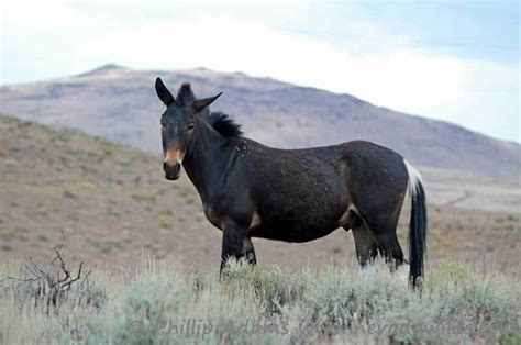 wild mule | Wild horses photography, Horses, Wild horses